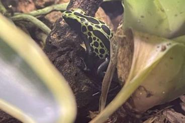 Poison dart frogs kaufen und verkaufen Photo: 1.1 D. tinct sipaliwini. "lime green"