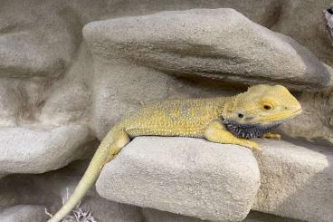 Bearded dragons kaufen und verkaufen Photo: Farbbartagamen Jungtiere 