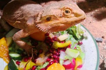 Bearded dragons kaufen und verkaufen Photo: female, rot und  adulte Dame plus Senior Männchen