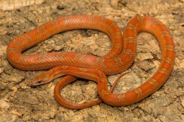 Nattern ungiftige  kaufen und verkaufen Foto: Adulte Kornnattern abzugeben 