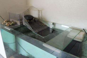 Enclosures kaufen und verkaufen Photo: Aquarium Terrarium 330 L mit Filter