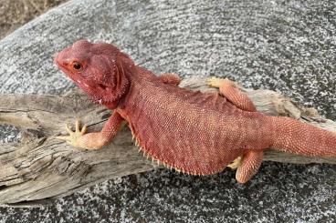 Lizards kaufen und verkaufen Photo: Bearded dragon adult breeding pair