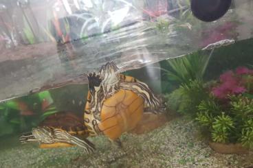 Schildkröten  kaufen und verkaufen Foto: Verkaufe schildkröte gelbwangen 