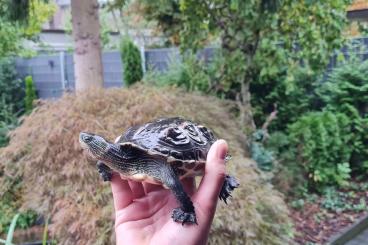 Schildkröten  kaufen und verkaufen Foto: Chinesische Streifenschildkröte Wasserschildkröte