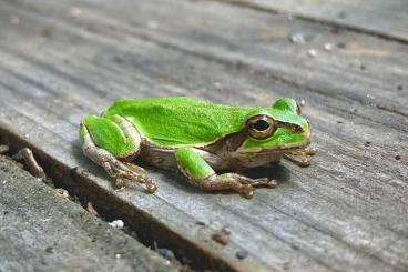 frogs kaufen und verkaufen Photo: Ich suche nach Hyla Japonica 