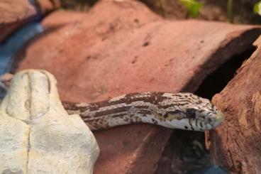 Colubrids kaufen und verkaufen Photo: Kornnatter Kornnatter, Pantherophis guttatus GHOST