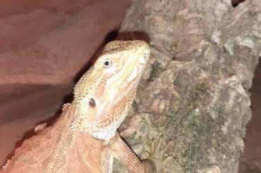 Bearded dragons kaufen und verkaufen Photo: Bartagame Red Hypo abzugeben