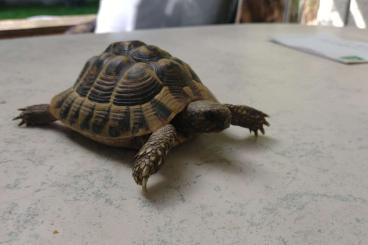 Schildkröten  kaufen und verkaufen Foto: 2x Griechische Landschildkröten