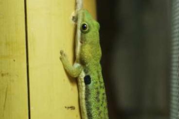 Geckos kaufen und verkaufen Foto: Kleiner Taggecko Phelsuma parva