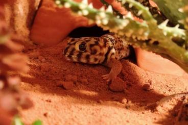 Geckos kaufen und verkaufen Foto: SUCHE 0.1 Teratoscincus scincus