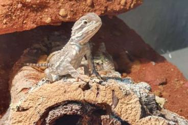 Agamen kaufen und verkaufen Foto: Zwergbartagame (Pogona Henrylawsoni)
