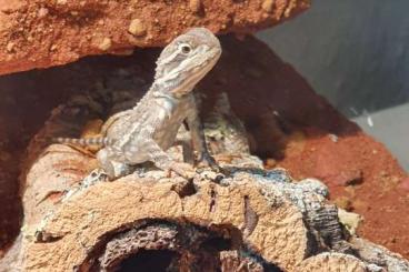 Agamen kaufen und verkaufen Foto: Zwergbartagame (Pogona Henrylawsoni)