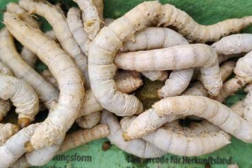 Futtertiere kaufen und verkaufen Foto: Seidenraupe (Bombyx Mori)