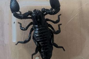 Skorpione kaufen und verkaufen Foto: pandinus imperator (kaiserskorpion)