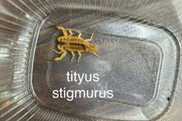 Skorpione kaufen und verkaufen Foto: Gebe verschiedene skorpione ab