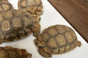 Schildkröten  kaufen und verkaufen Foto: gebe sporn und landschildkröten ab