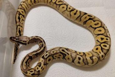 Ball Pythons kaufen und verkaufen Photo: königspython verschiedene morphen Ball Pythons kaufen und verkaufen Photo: königspython verschiedene morphen