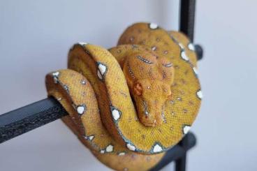 Pythons kaufen und verkaufen Foto: Greentreepython Cyclops/Sorong Pythons kaufen und verkaufen Foto: Greentreepython Cyclops/Sorong