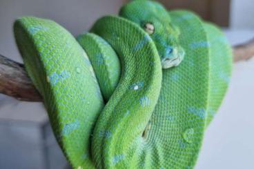 Pythons kaufen und verkaufen Photo: Greentreepython Aru/Sorong/Merauke 