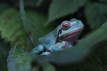 Frösche  kaufen und verkaufen Foto: Einheimische Laubfrösche (Hyla arborea) DNZ 24 abzugeben