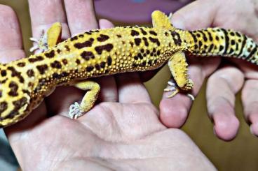 Geckos kaufen und verkaufen Photo: 3 Leopardgeckos abzugeben günstig