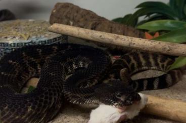 Venomous snakes kaufen und verkaufen Photo: Venomous Snakes for sale Venomous snakes kaufen und verkaufen Photo: Venomous Snakes for sale
