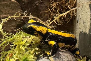salamanders kaufen und verkaufen Photo: 0.0.2 Salamandra salamandra terrestris CB 23 salamanders kaufen und verkaufen Photo: 0.0.2 Salamandra salamandra terrestris CB 23