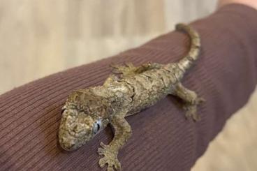 Geckos kaufen und verkaufen Photo: 0.0.2 Mniarogekko chahoua CB24 Geckos kaufen und verkaufen Photo: 0.0.2 Mniarogekko chahoua CB24