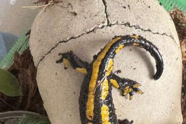 salamanders kaufen und verkaufen Photo: 0.0.2 Salamandra s. Terrestris CB23