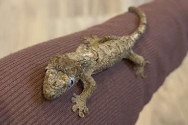 Geckos kaufen und verkaufen Photo: 0.0.2 Mniarogekko chahoua CB24/25 Geckos kaufen und verkaufen Photo: 0.0.2 Mniarogekko chahoua CB24/25