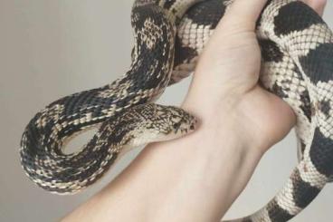 Snakes kaufen und verkaufen Photo: Pituophis melanoleucus.m 0.1