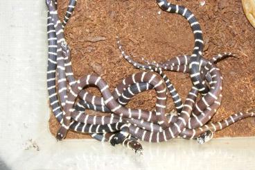 Schlangen kaufen und verkaufen Foto: Kalifornische Kettennattern 7/2022 DNZ Lampropeltis getula Californiae