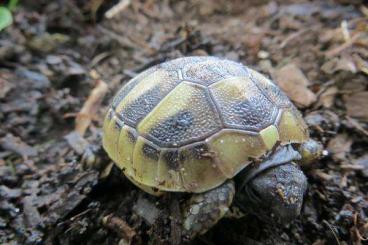 Landschildkröten kaufen und verkaufen Foto: Griechische Landschildkröten Nachzucht 2021