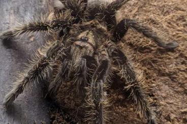 Spinnen und Skorpione kaufen und verkaufen Foto: 3 Spinnen mit 4 Terrarien
