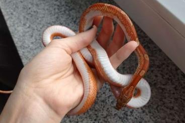 Snakes kaufen und verkaufen Photo: Kornnatter (Bloodred) mit oder ohne Terrarium und Zubehör