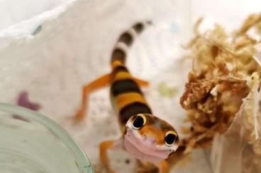 Geckos kaufen und verkaufen Foto: Leopardgecko Jungtiere Weibchen 