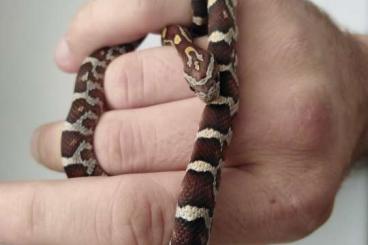Snakes kaufen und verkaufen Photo: Baby Kornnatter NZ 2021.          