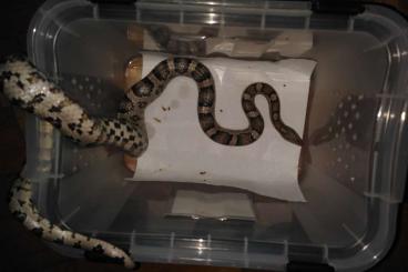 Schlangen kaufen und verkaufen Foto: Kornnatter Adult & Babys 