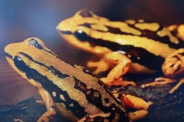 Poison dart frogs kaufen und verkaufen Photo: recherche dendrobates épipedobates 