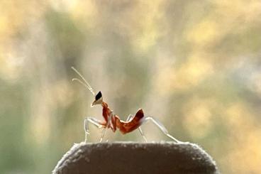 Insekten kaufen und verkaufen Foto: Orchideenmantis (Hymenopus coronatus) L1/L2