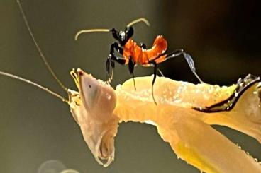 Insekten kaufen und verkaufen Foto: Hymenopus coronatus Orchideen Mantis L1