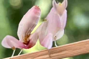 Insects kaufen und verkaufen Photo: Hymenopus coronatus - Orchideenmantis L4 Mantide Insects kaufen und verkaufen Photo: Hymenopus coronatus - Orchideenmantis L4 Mantide