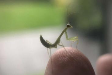 Insekten kaufen und verkaufen Foto: Hierodula sp. blue Gottesanbeterin L2 Mantis