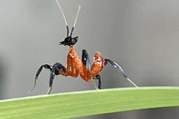 Insects kaufen und verkaufen Photo: Hymenopus coronatus L1 und L2 Orchideen Mantis 