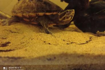 Turtles kaufen und verkaufen Photo: Dreistreifen-Klappschildkröte zu verkaufen 