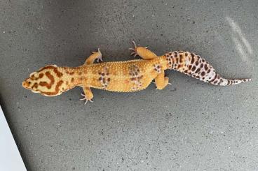 Geckos kaufen und verkaufen Foto: Leopardgecko Tangerine + Eclipse 1J