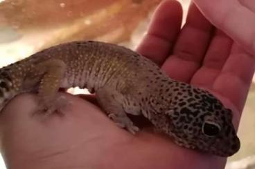 Geckos kaufen und verkaufen Foto: Leopardengecko Männchen. 