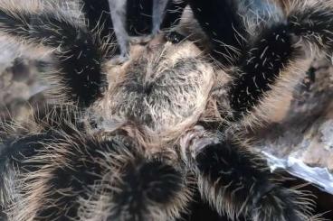 Vogelspinnen kaufen und verkaufen Foto: Tliltocatl albopilosus nicaragua mâle 