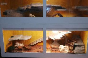 Geckos kaufen und verkaufen Foto: Leopardgeckos mit Terrarium