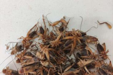 Insekten kaufen und verkaufen Foto: Frozen crickets Gryllus assimilis